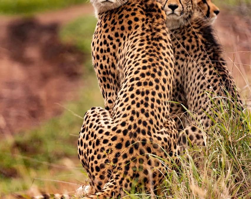 The Best African Animals to See on Safari Tours Wandering the Wild