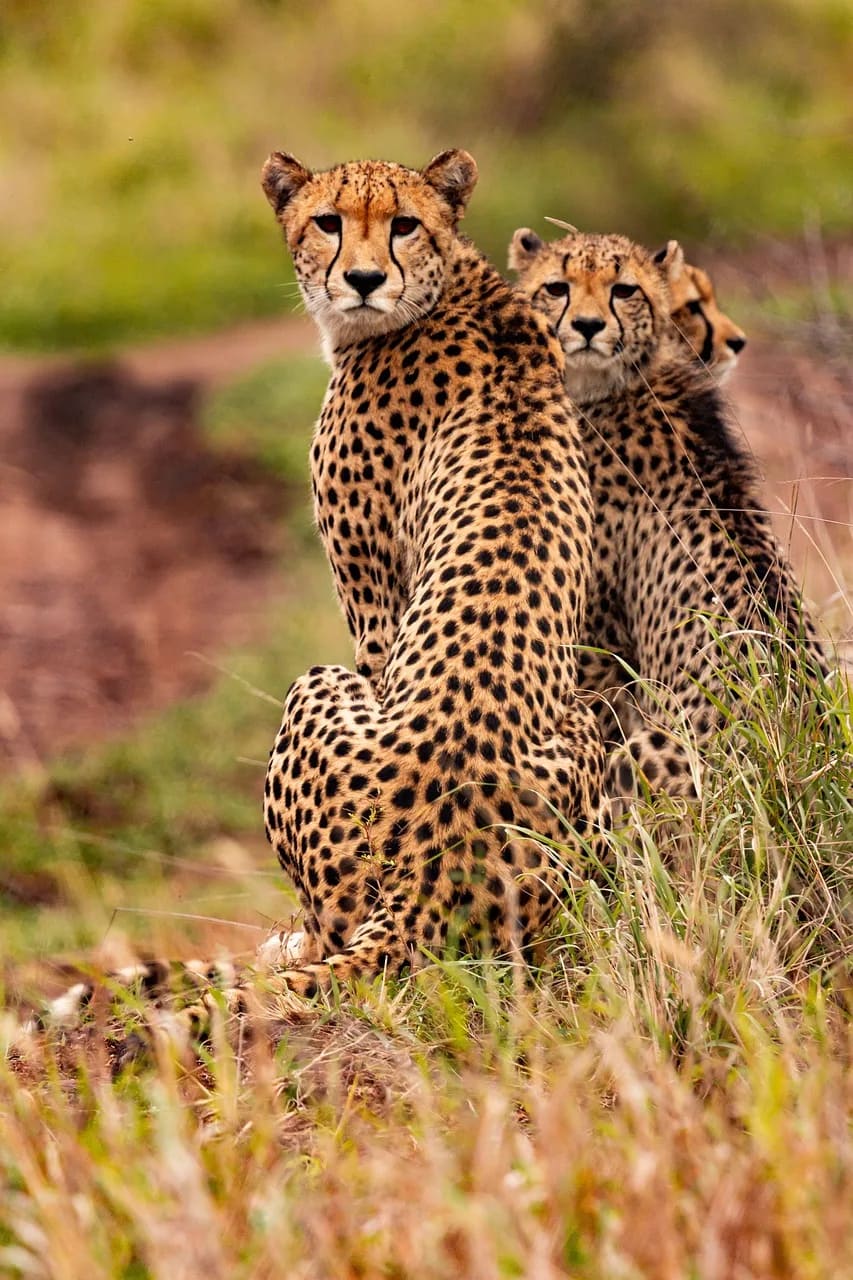 The Best African Animals to See on Safari Tours Wandering the Wild